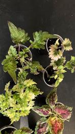 Siernetel, Ophalen of Verzenden