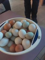 Oeuf de canne, Diversen, Wandelstokken, Ophalen