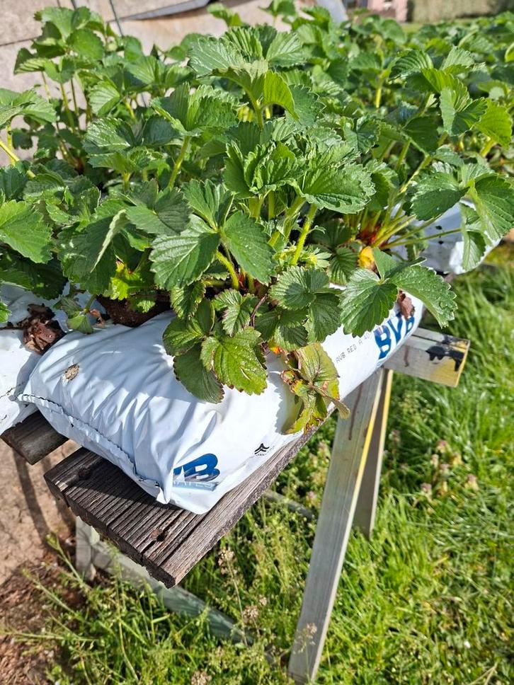 Aardbeiplanten, Tuin en Terras, Planten | Tuinplanten, Ophalen
