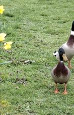 Mannelijke Eend zoekt huisje, Dieren en Toebehoren, Eend