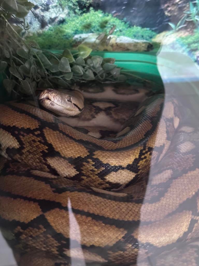 Dwarf retic, Ophalen, Zo goed als nieuw