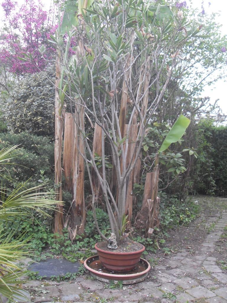 Tuinplant: Oleander, Volle zon, Vaste plant, Zomer, Ophalen