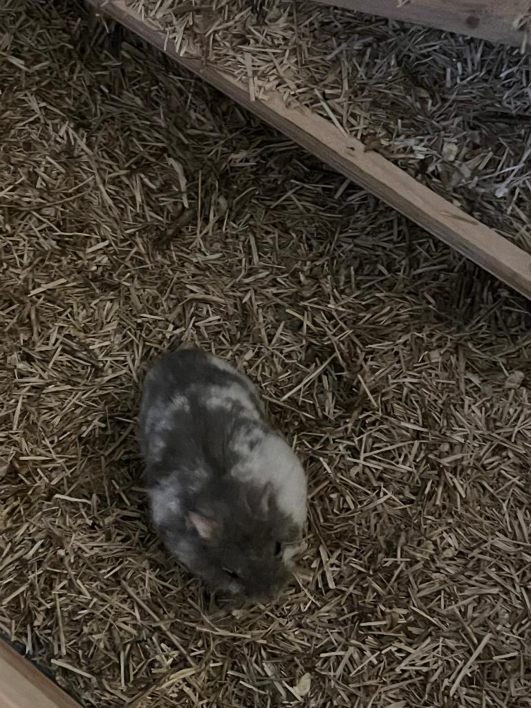 Gratis tamme Russische dwerghamster vrouw, Hamster, Domestique, Mai, Femelle