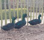 Tt en raszuivere Smaragd eenden, Canard