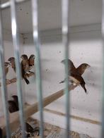 jonge bruinborstrietvinken, Dieren en Toebehoren, Vogels | Overige Vogels, Meerdere dieren, Tropenvogel, Geringd