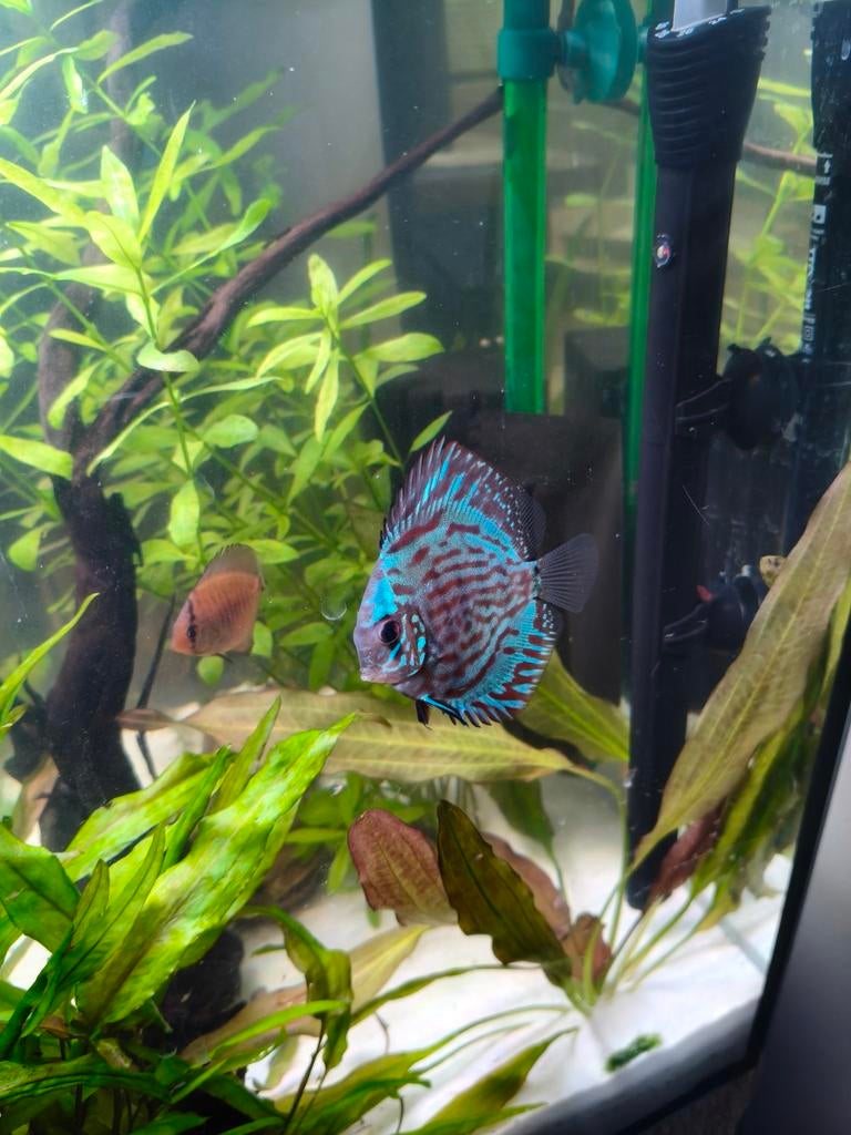 2 Discus, Dieren en Toebehoren, Vissen | Aquariumvissen