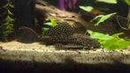 Pleco, Vis