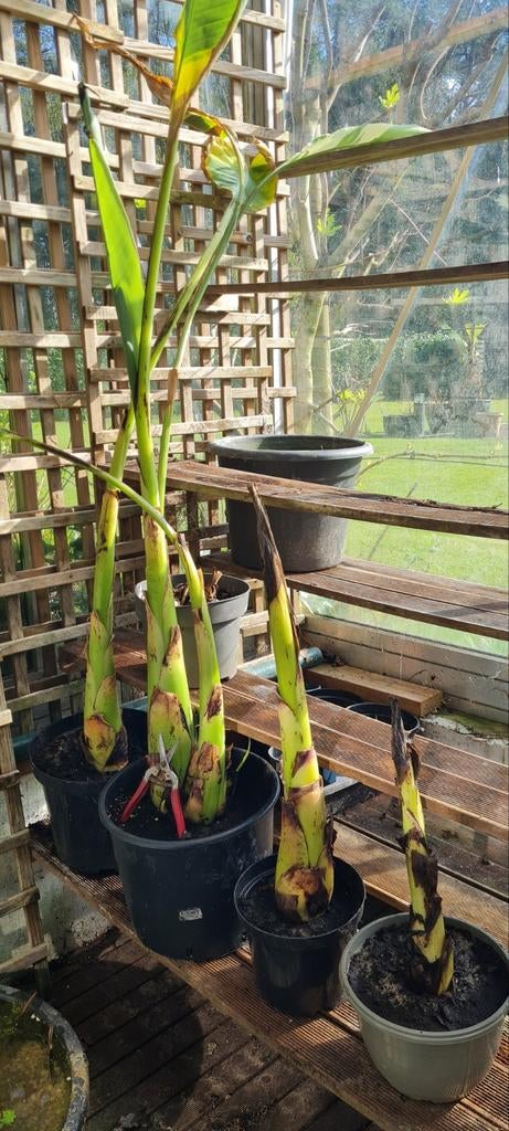 Musa lasiocarpa - lotus, Tuin en Terras, Planten | Bomen, Winter, Ophalen of Verzenden