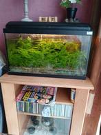 Aquarium, Enlèvement