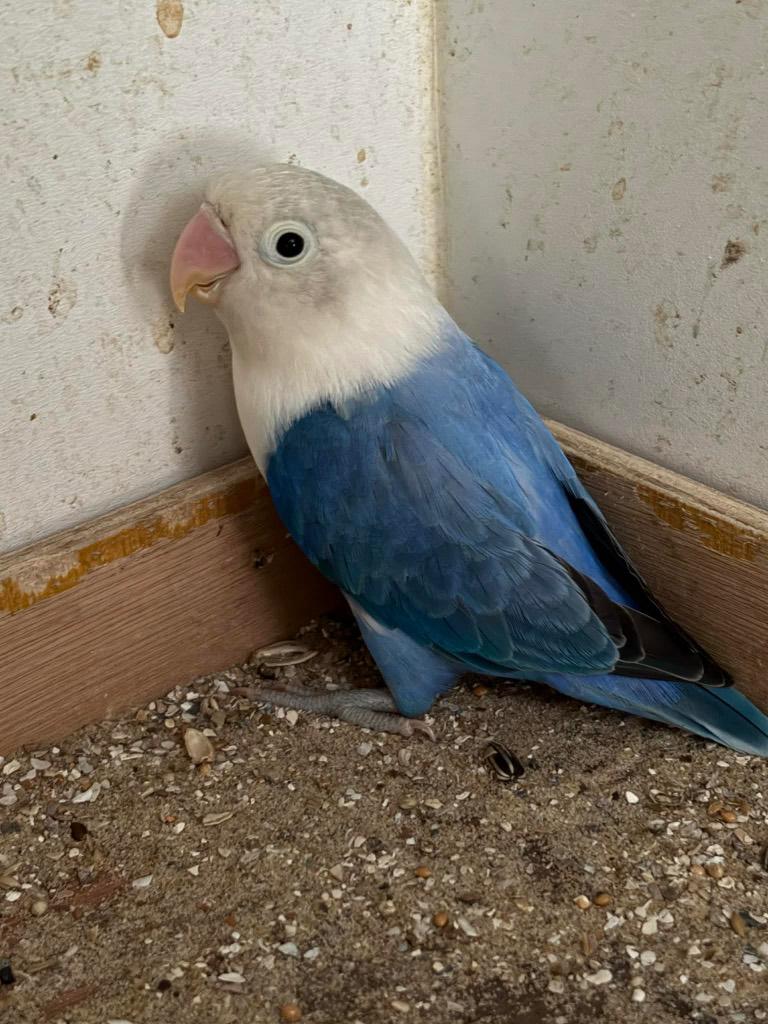 agapornis, Femelle, Perroquet nain ou Inséparable, Bagué