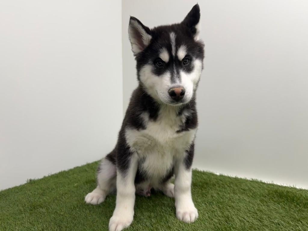 Siberische Husky pups - korthaar, België, Reu, 8 tot 15 weken, Poolhond