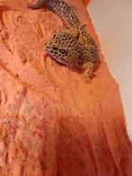 Super giant luipaardgekko, Animaux & Accessoires, Reptiles & Amphibiens, Autres espèces, 3 à 6 ans