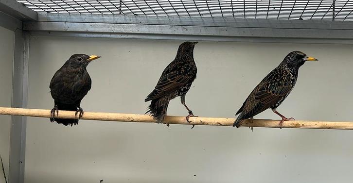 Koppel Europese spreeuwen, Animaux & Accessoires, Oiseaux | Oiseaux Autre, Oiseau chanteur sauvage, Plusieurs animaux, Bagué