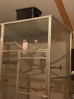 Rose kaketoes, Dieren en Toebehoren