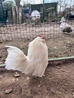 Koppeltje Antwerpse Baardkrielen, Dieren en Toebehoren