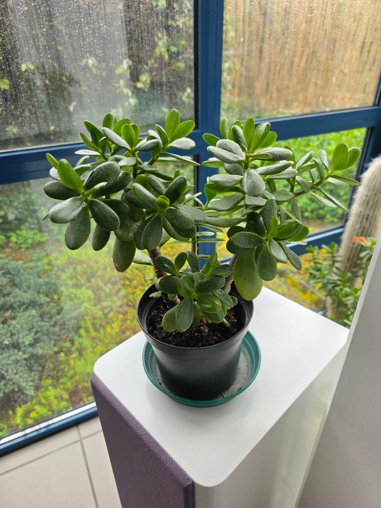Crassula ovata - Jadeplant (kamerplant), Maison & Meubles, Plantes d'intérieur, Plante succulente, En pot, Enlèvement
