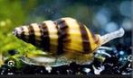 Helena slaketende slak, Dieren en Toebehoren, Vissen | Aquariumvissen