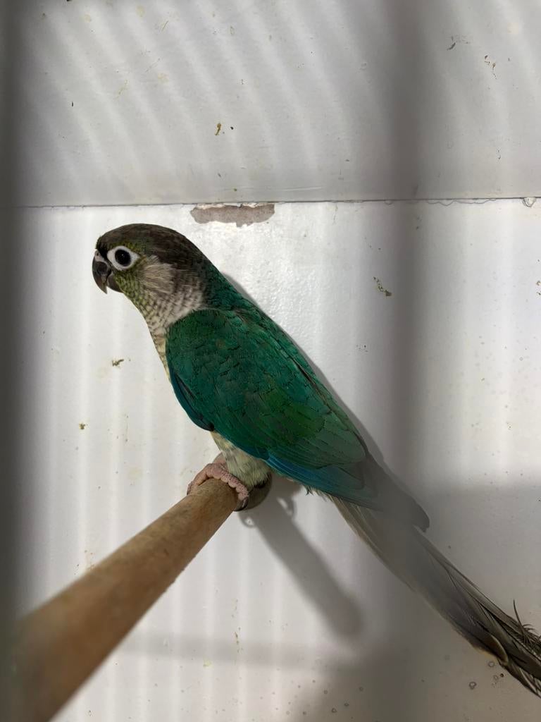 Mannelijk turkoois opaline/creme ino Pepp, Dieren en Toebehoren, Mannelijk, Papegaai