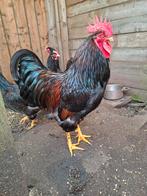 Broedeieren dubbelgezoomde Barnevelder., Dieren en Toebehoren, Pluimvee, Geslacht onbekend, Kip