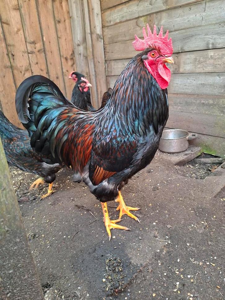 Broedeieren dubbelgezoomde Barnevelder., Dieren en Toebehoren, Pluimvee, Kip, Geslacht onbekend