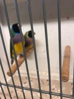 gouldamandines, Oiseau tropical, Bagué