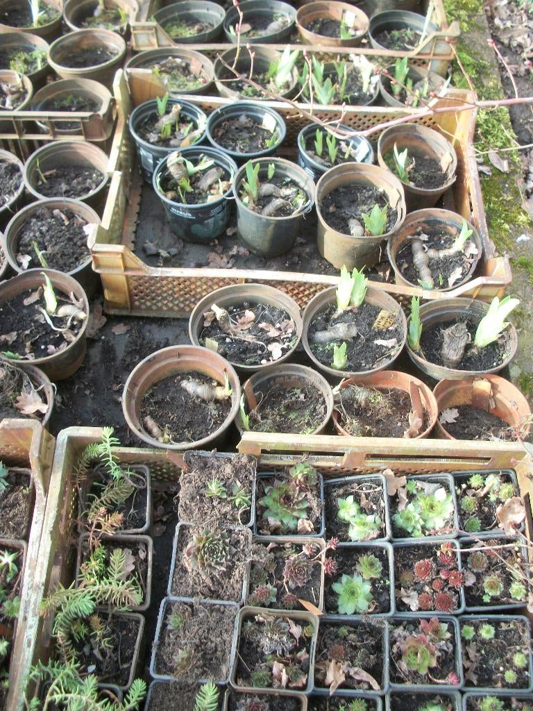 Irissen van hobbykweek, Jardin & Terrasse, Plantes | Jardin, Autres espèces, Plein soleil, Été, Enlèvement