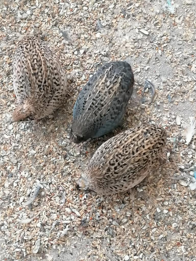 Chinese dwergkwartels, Dieren en Toebehoren, Vogels | Overige Vogels, Meerdere dieren, Tropenvogel, Geringd