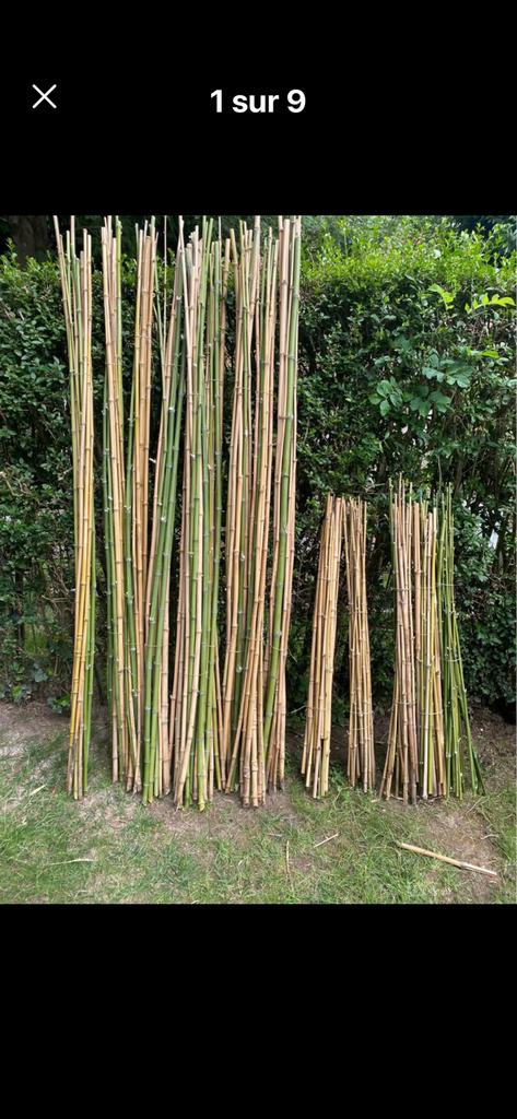 Tuteurs BAMBOUS pour potager fleurs tomates🌺🍎🍅🫛🌶️🌸, Enlèvement, Comme neuf