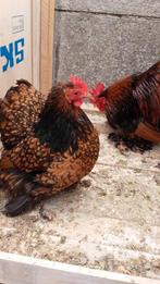 Broedeieren cochin kriel, Dieren en Toebehoren, Pluimvee