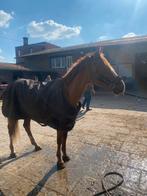 Paardrijlesjes aangeboden, Jument