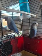 Liefdesvogels, Dieren en Toebehoren, Meerdere dieren, Dwergpapegaai of Agapornis, Pratend