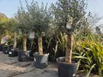 Olijfboom Olea Europaea - Terrasolijfboom, Enlèvement, Olivier