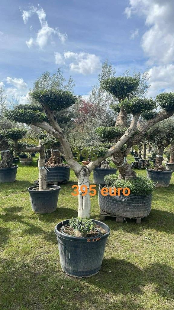 ‼️olijfbomen olea europaea plato aan promoprijzen ‼️, Jardin & Terrasse, Plantes | Arbres, Enlèvement