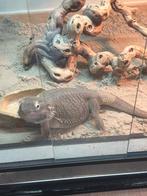 Tamme baardagaam + gratis terrarium met UV/warmlamp, Hagedis, 3 tot 6 jaar