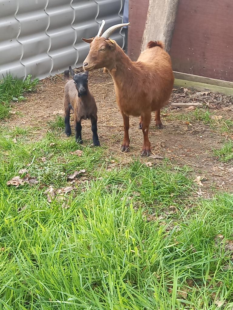 dwerggeit met lam, Dieren en Toebehoren, Vrouwelijk, Geit, 0 tot 2 jaar