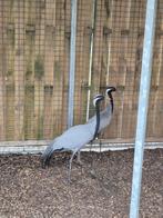 Koppel jufferkraanvogels, Dieren en Toebehoren