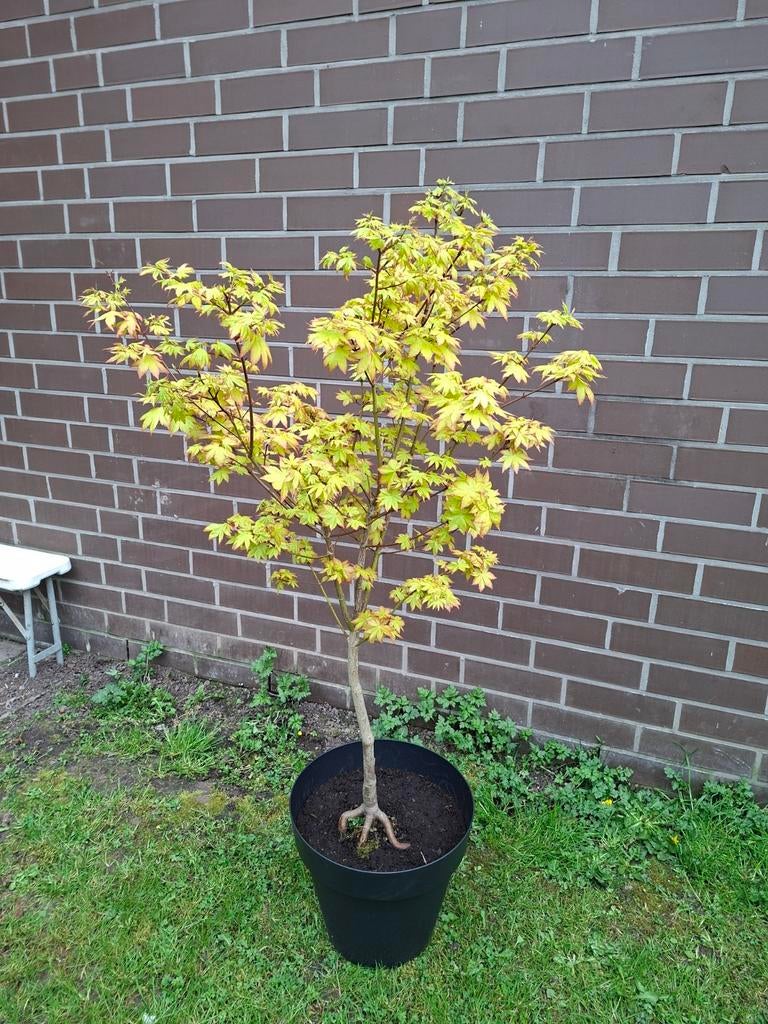 Japanse esdoorn Summer Gold, Tuin en Terras, Ophalen