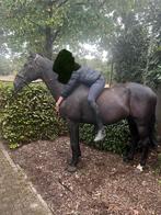 Zwarte hartendief weidepaard, Dieren en Toebehoren, Met stamboom, Ruin, Niet van toepassing, 11 jaar of ouder