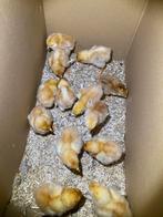 Eendagskuikens bruine legkip, Dieren en Toebehoren