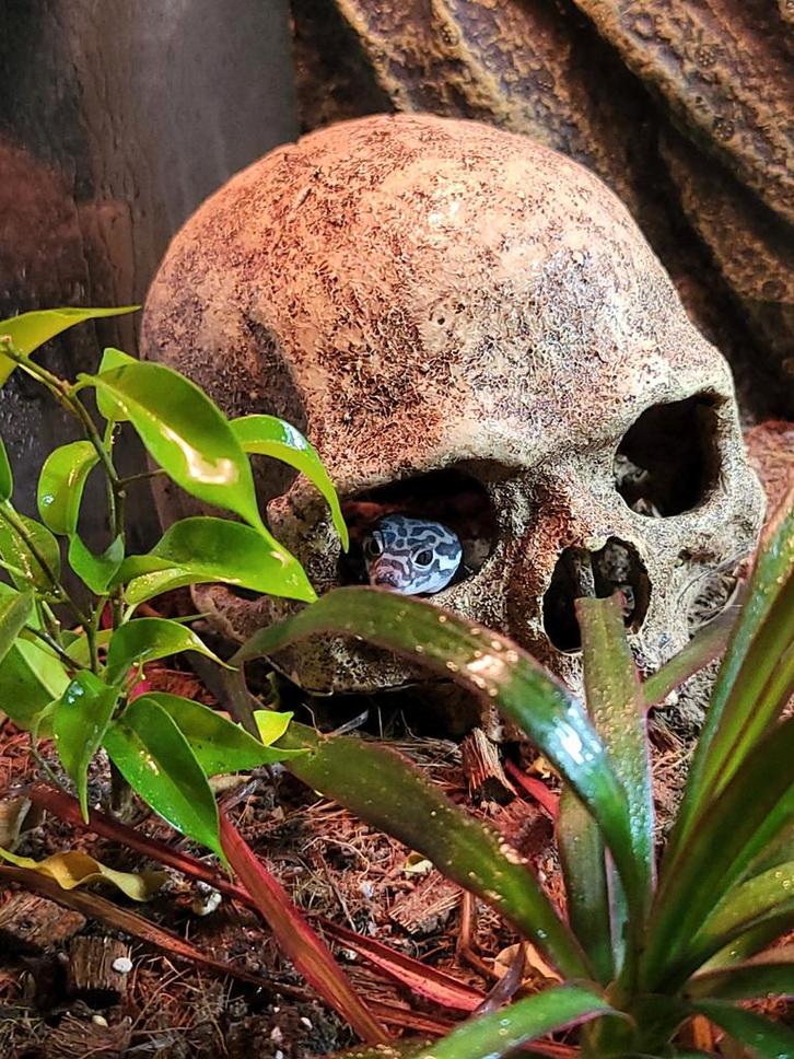 The egg project, Dieren en Toebehoren, Reptielen en Amfibieën