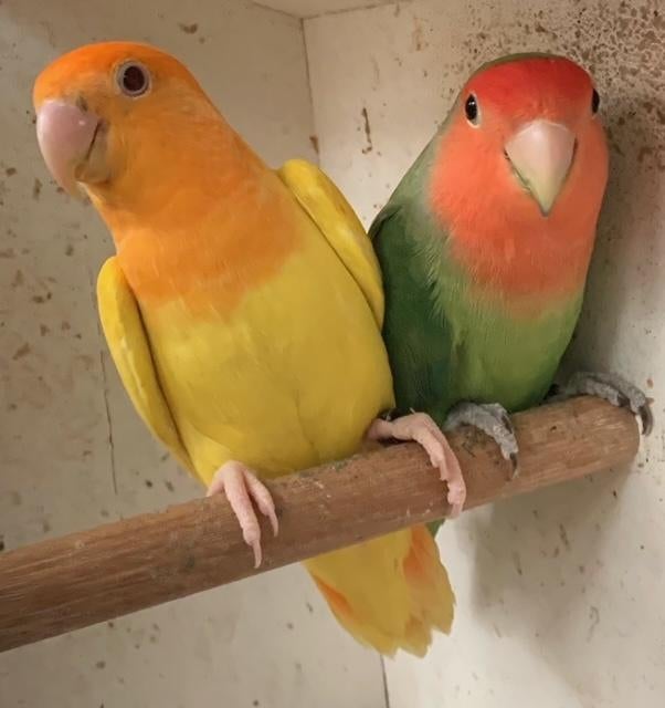 Roseicollis  15 koppels + losse vogels 2020 tem 2026, Dieren en Toebehoren, Meerdere dieren, Dwergpapegaai of Agapornis, Geringd