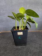 Monstera friedrichsthalii  nr 1, Enlèvement