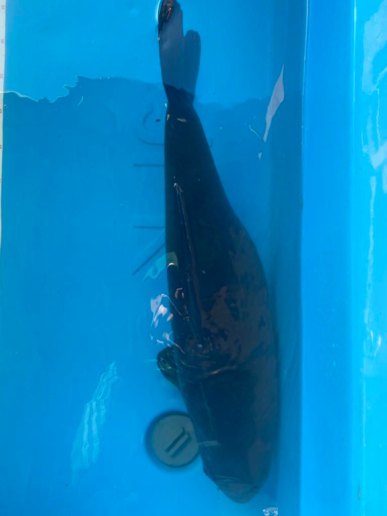 Black chagoi, Carpe ou Koï