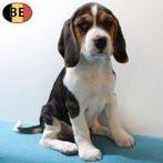 chiots Beagle à vendre (belges), Commerçant, Beagle, 8 à 15 semaines, Plusieurs
