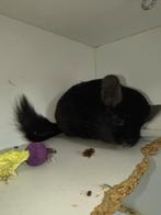 Handtamme volwassen chinchilla vrouw, Dieren en Toebehoren, Knaagdieren, Chinchilla, Vrouwelijk, Tam, Oktober
