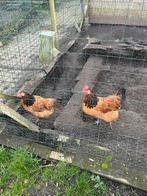 Vorwerk kippen - jonge hennen, Dieren en Toebehoren, Pluimvee, Vrouwelijk, Kip