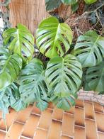 monstera deliciosa, Tuin en Terras, Ophalen
