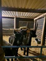 Alpaca ruinen 3 stuks !!, Dieren en Toebehoren, Overige Dieren, Januari, Mannelijk