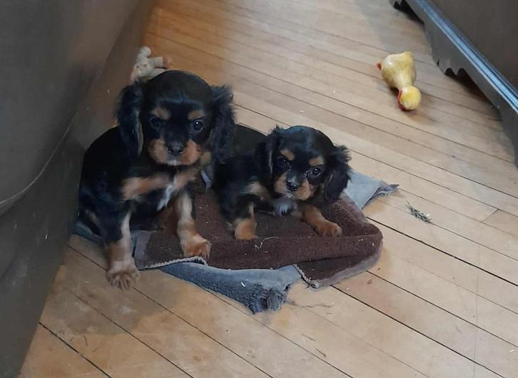 Leuke cavalier king charles pupjes, Dieren en Toebehoren, Honden | Retrievers, Spaniëls en Waterhonden, Meerdere dieren, Spaniël