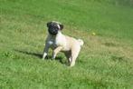 Mopshond pups, Dieren en Toebehoren, 15 weken tot 1 jaar, Overige rassen, Buitenland, Meerdere